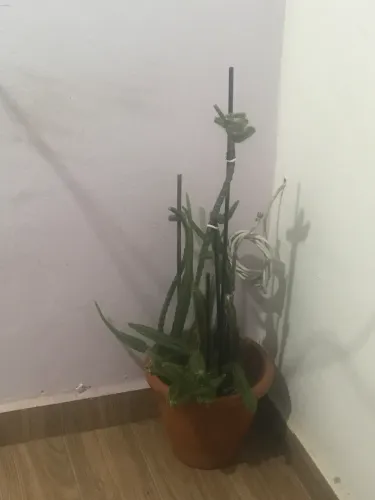 Saborosa