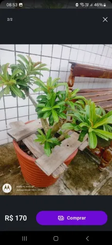 Vaso de cimento para plantas