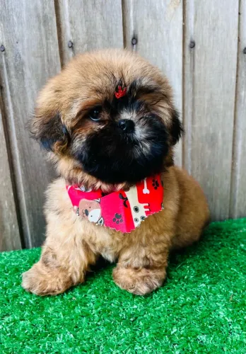 Machinho Shihtzu 