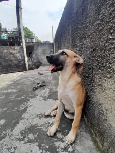 Adoção responsável para o Max 