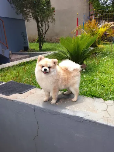 Lulu da pomerânia
