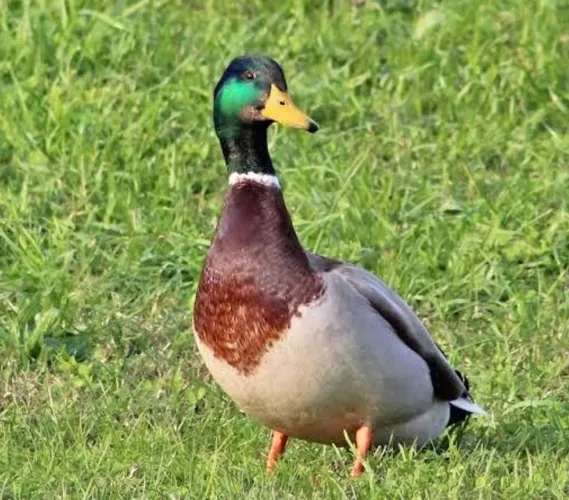 Vendo Marrecos fêmea e macho