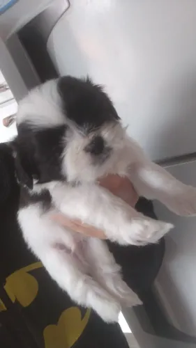 Shih Tzu macho já disponível.