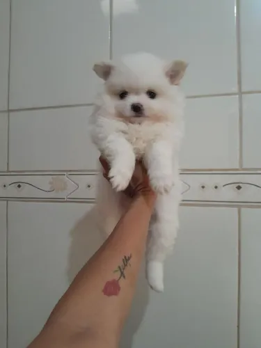 Spitz Alemão machos e fêmeas Passo cartão 