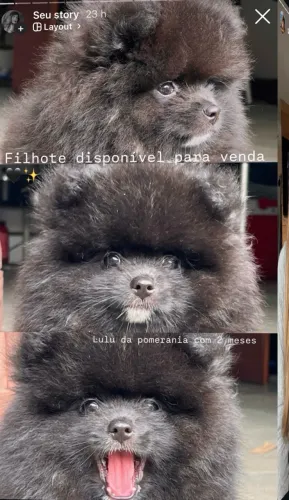 Vende filhote de Lulu da pomerania 