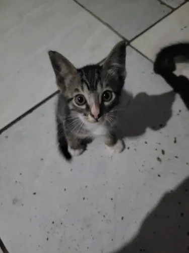 Gatos filhotes doação