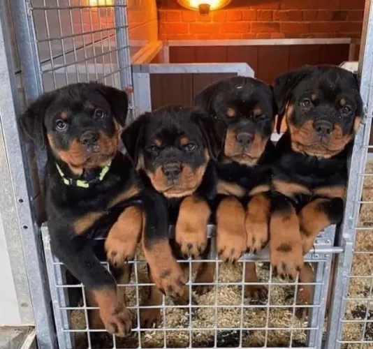 Filhote de cachorro rottweiler de pelagem densa e muito dócil