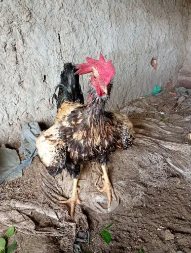 Frangos Balão Sergipano