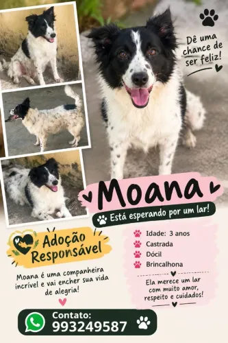 Moana para adoção responsável!Linda cadelinha está a procura de um lar