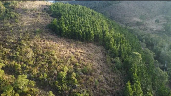 Sítio na área rural de Tapirai SP com floresta Pinus Elliotti formado