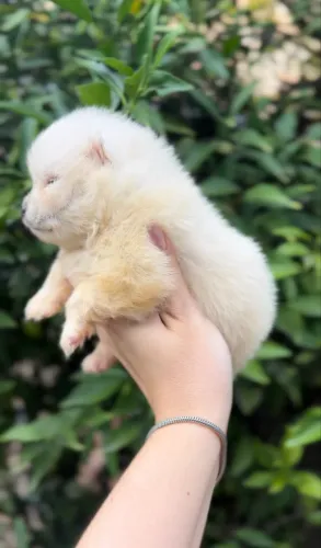 Lulu da Pomerânia Spitz Alemão macho