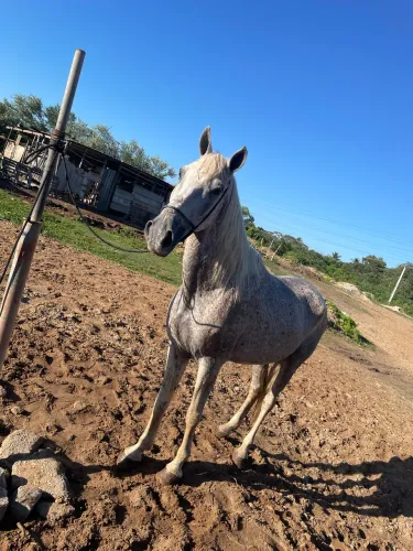 Vendo cavalo russo pedrez