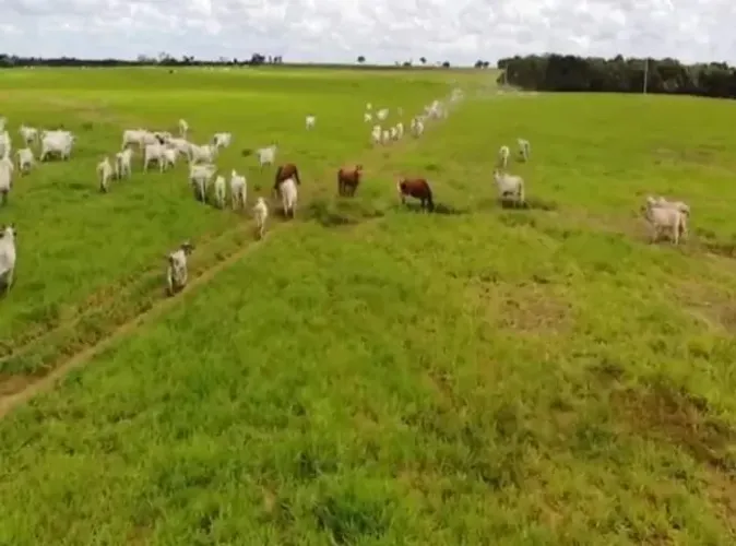 200 alqueire sendo 80% em pasto há 210 km de Belém dupla aptidão