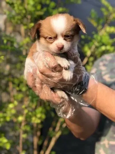 Chihuahua fêmea com 54 dias vacinada e com pedigree disponível em loja