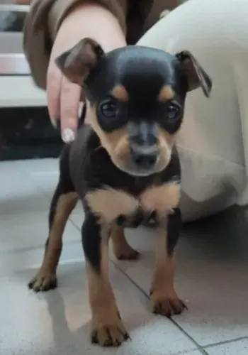 Pinscher Pequeno no Tamanho, Gigante na Personalidade