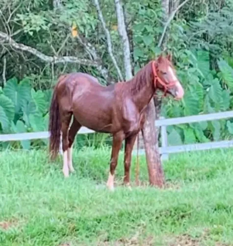 Cavalo Mangalarga Paulista
