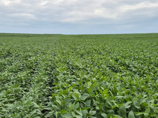 Fazenda alta produção 100 alqueiro