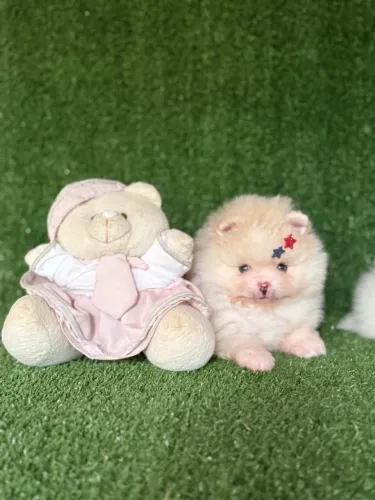Filhote de Spitz Alemão baby com brindes