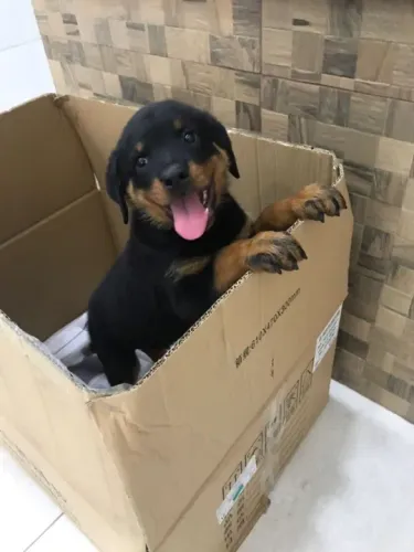 Rottweiler Deu a Louca na Reborn pets, SUPER PROMOÇÂO Para aquisição imediata 