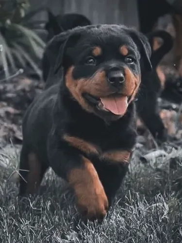Filhotes Rottweiler com muita gratidão
