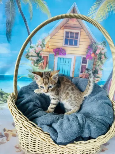 Bengal Macho Brown Marcado