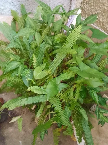 Plantas Samambaia +Singônio - folhas em forma de flecha.