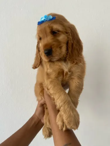 Cocker Spaniel Inglês