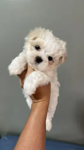 Maltês companhia sincera