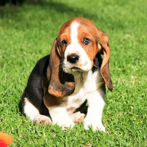 Filhote de Basset Hound à venda! ?