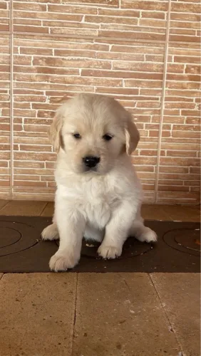 Golden Retriever - Puro e Adorável filhotes -