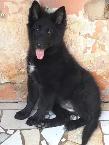 Pastor Belga Black