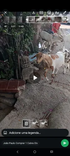 CABRAS