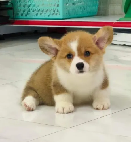 Corgi Pembroke
