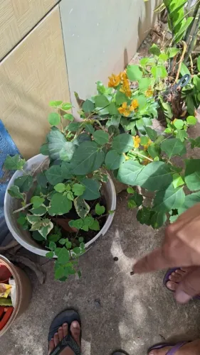 Mudas de primavera amarelo e rosa