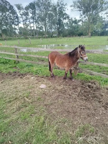 Pônei macho novo inteiro whats *
