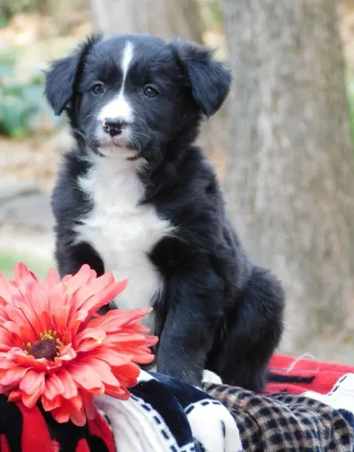 O Border Collie perfeito para sua família! Chama no WhatsApp e escolha o seu.