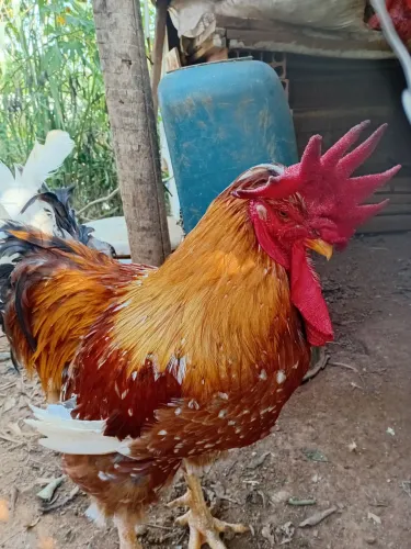 Galo GSB
