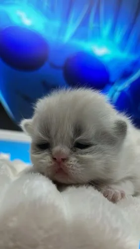 Gatinho persa macho Himalaia 