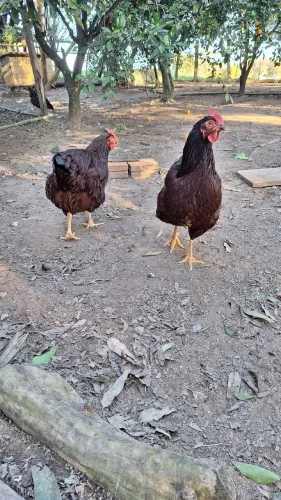 Ovos férteis Rhode Island Red