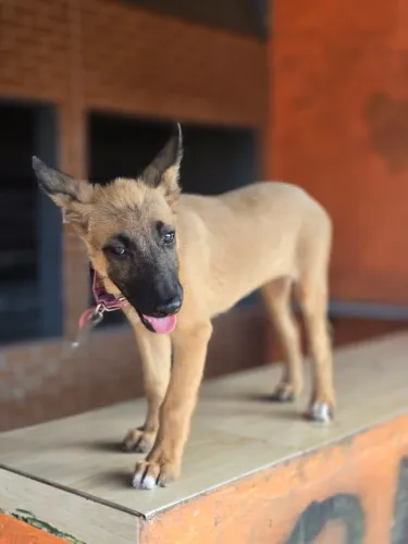 Cachorra pastor Alemão Belga