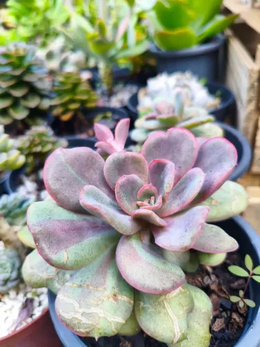 Suculentas