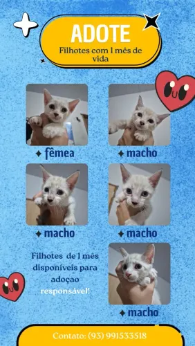 Gatinhos para adoção