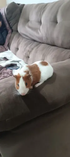 Vendo filhote porquinho da Índia macho