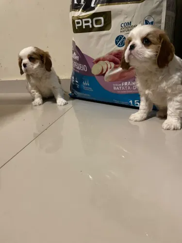 Cavalier filhotes fêmea e machos cbkc