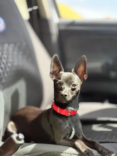 Pinscher canelinha - Machinho