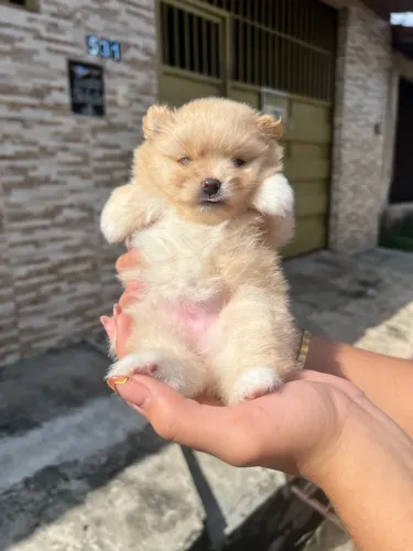 Lulu da pomerania/Spitz Alemão