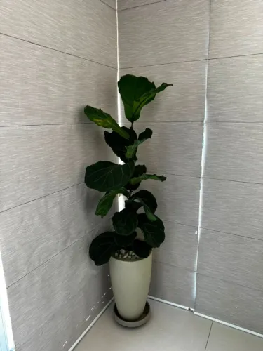 Ficus lyrata com vaso decorativo | Planta de porte alto para sala/apartamento