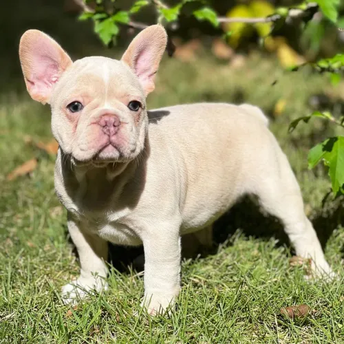 BullDog Francês: O companheiro perfeito