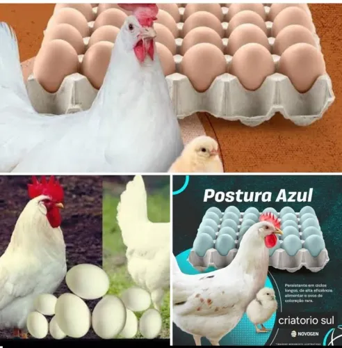 Ovos férteis poedeira