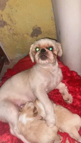 Doação Filhote de Shih Tzu